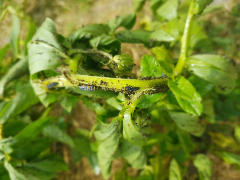 LARVES DE COCCINELLE repas de pucerons. Jardin de Fay. BRUNO GODET